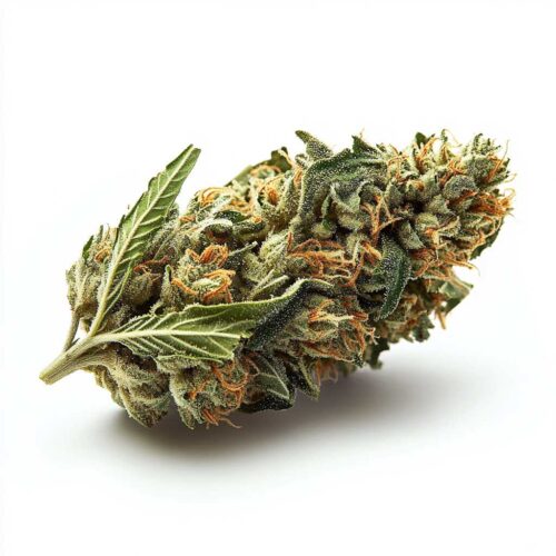 NL Dream RX