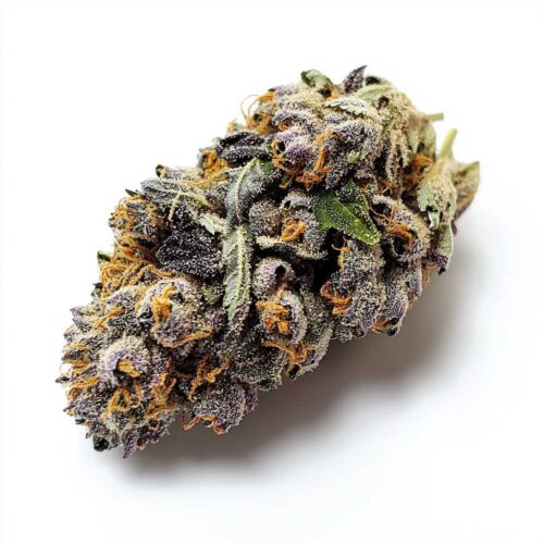 Amsterdam Amnesia- 26/1